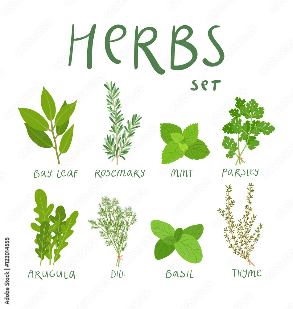 Set of 8 vector herbs - obrazy, fototapety, plakaty 