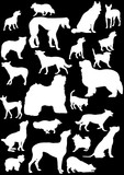 Fototapeta Koty - twenty three white isolated on black dogs
