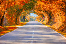 Autumn Fall Road Landscape - Real Trees Tunne