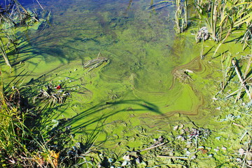 Green algae on the water surface 