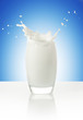 milk splashing in a glass isolated on blue background
