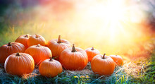 Pumpkins In The Field At Sunset - Thanksgiving And Fall Background
