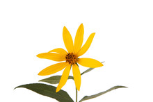 Yellow Wildflower