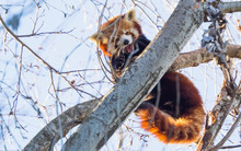 Red Panda Yawning In Tree