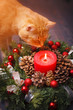 Cat sniffing Christmas wreath with a candle