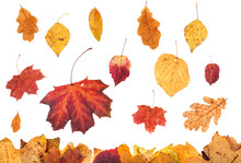 Various Autumn Leaves Falling On Leaf Litter