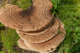 Fototapeta Lawenda - Bracket shelf fungus growing on tree
