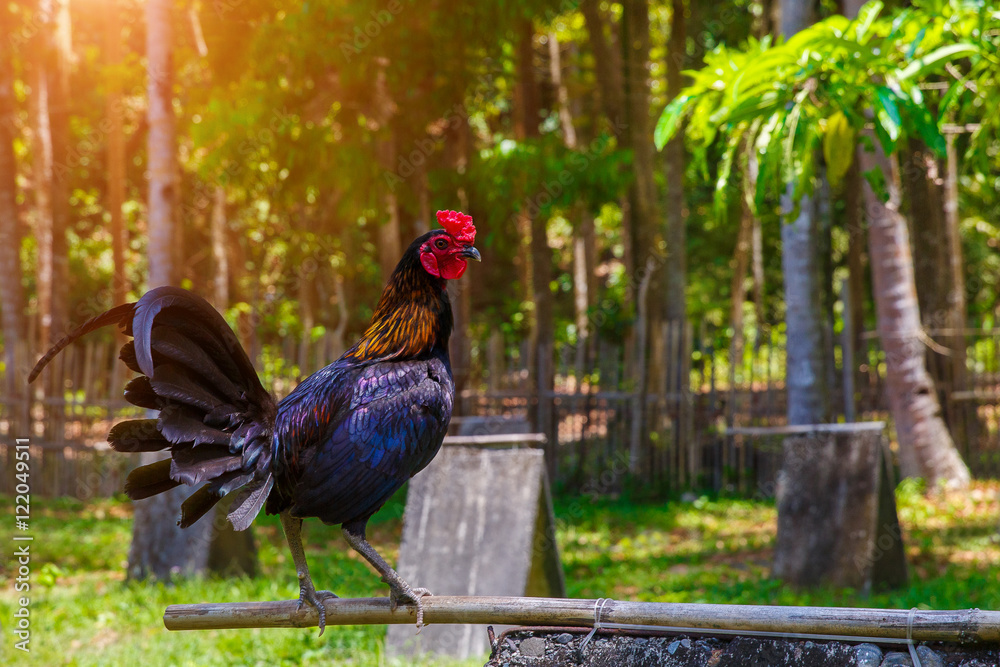 2017 Chinese New Year of the Cock / Rooster. Celebration backgro