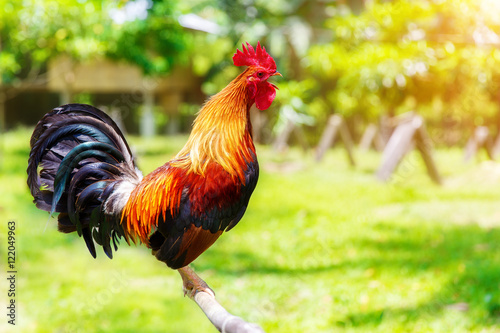 Fotomural 2017 Chinese New Year of the Cock / Rooster. Celebration backgro