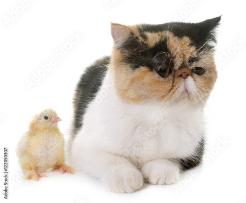 Tricolor Exotic Shorthair Cat And Chick Buy This Stock Photo And