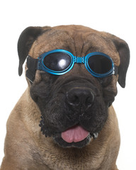 Wall Mural - bull mastiff and glasses