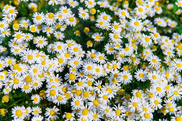 Top down beautiful field of green grass and camomiles as backgro