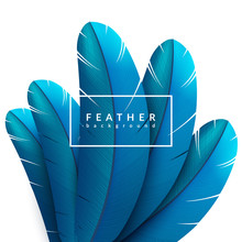 Blue Feather Background. Exotic Bird Feathers Composition. Eps10 Vector Illustration.