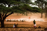Fototapeta Zwierzęta - African Livestock