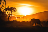 Fototapeta Zwierzęta - Safari sunset