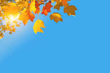 Wall Mural - autumnal thanksgiving background, sun in autumn, photo of yellow maple tree branch with orange golde
