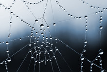 Spider Web With Dew Drops Closeup