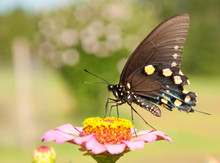 Pipevine Swallowtail Butterfly Feeding On A Pink Zinnia