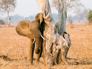african elephant
