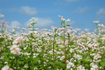 buckwheat flower