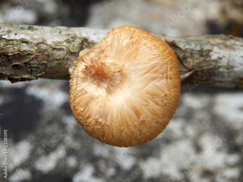 Fotografia, Obraz Fringed Polypore fungus (Polyporus ciliatus) growing on a dead branch