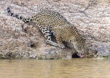 Jaguar Drinking From A River