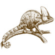 engraving illustration of chameleon