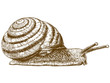 engraving illustration of snail