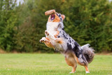 Fototapeta Zwierzęta - dog runs and jumps for a food bag