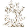 engraving  illustration of coral