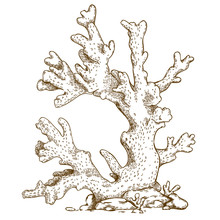 Engraving  Illustration Of Coral