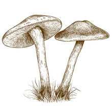 Engraving Illustration Of Two Mushrooms