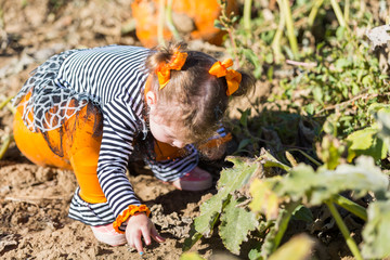 Sticker - Pumpkin patch