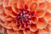 Orange Flower In Macro View