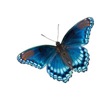 Limenitis Arthemis Astyanax, Red Spotted Purple Admiral Butterfly, Isolated