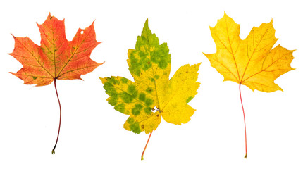 Canvas Print - autumn red green yellow maple leaves white background