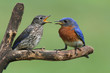 Male Eastern Bluebird With Baby