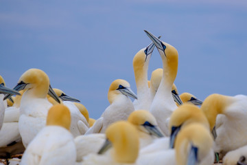 northern gannet