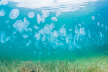 Seaweed And Jellyfish