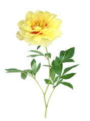 Wall Mural - yellow peony