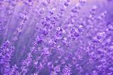 Fototapeta Lawenda - Close up of lavender flowers. Soft focus of lavender field.