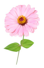  Pink Zinnia Flower