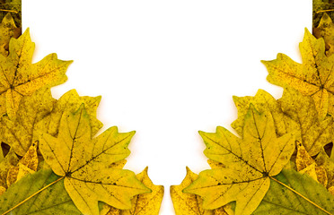 Wall Mural - white sheet on yellow autumn leaves