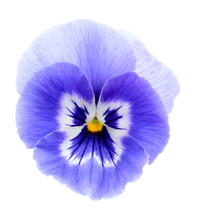 Purple Pansy Flower
