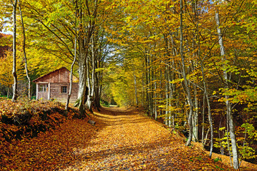 Autumn scenery in the forest