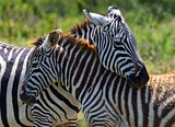 Fototapeta Konie - Zebra in the African savannah