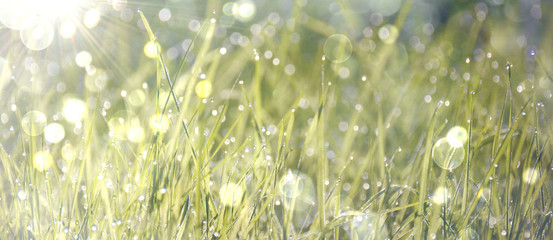 Natur Hintergrund - Sonnenaufgang - Gras mit Tautropfen 