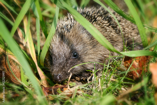 Kleiner Baby Igel Im Garten Unter Gras Versteckt Buy This Stock