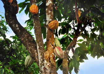 Wall Mural - cacao pod on tree