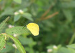 Yellow Clouded Sulphur Butterfly, Colias euxanthe, sitting on a bush branch